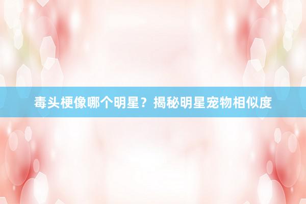 毒头梗像哪个明星？揭秘明星宠物相似度